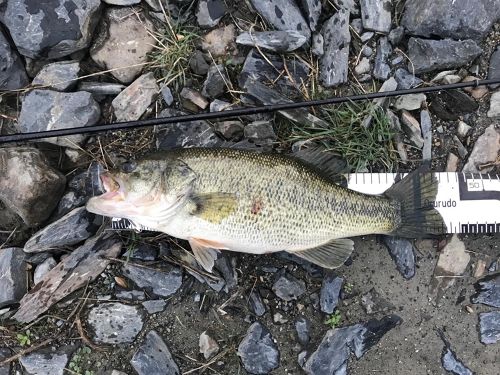 ブラックバスの釣果