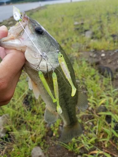 ブラックバスの釣果