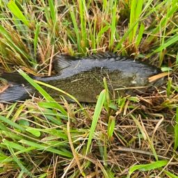 スモールマウスバス