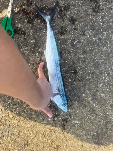 サゴシの釣果