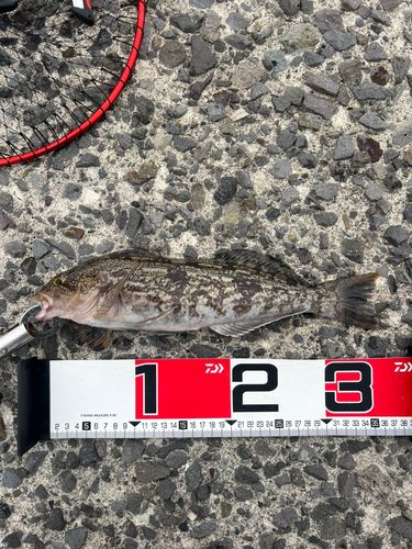 アイナメの釣果