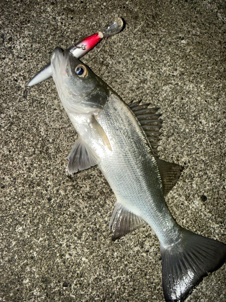 【ソルト】シマノ　ネッサリミテッドS110MH+ シマノ ネッサ リミテッド S110MH＋ ショアジギングロッド - 最