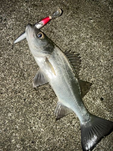 ヒラスズキの釣果