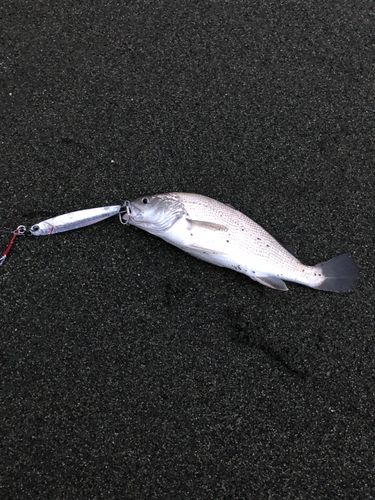 ニベの釣果