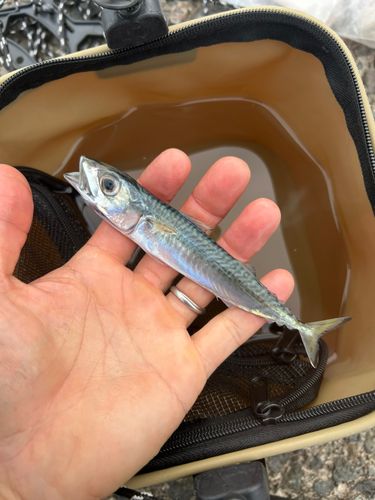サバの釣果