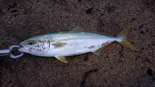 ワカシの釣果