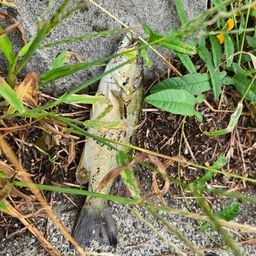 スモールマウスバス