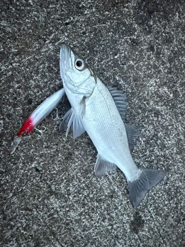ヒラスズキの釣果