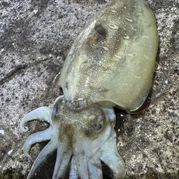 コウイカ