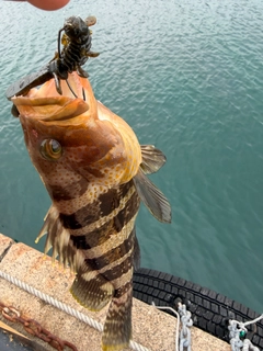 ハタの釣果