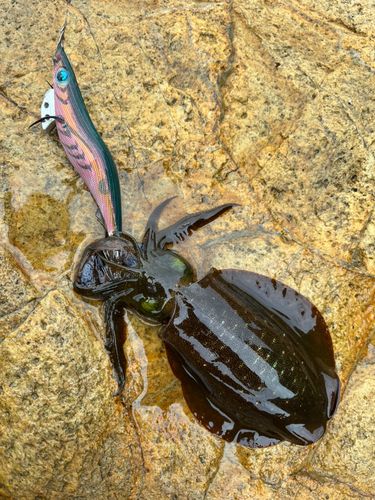 アオリイカの釣果