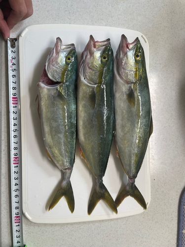 ワカシの釣果