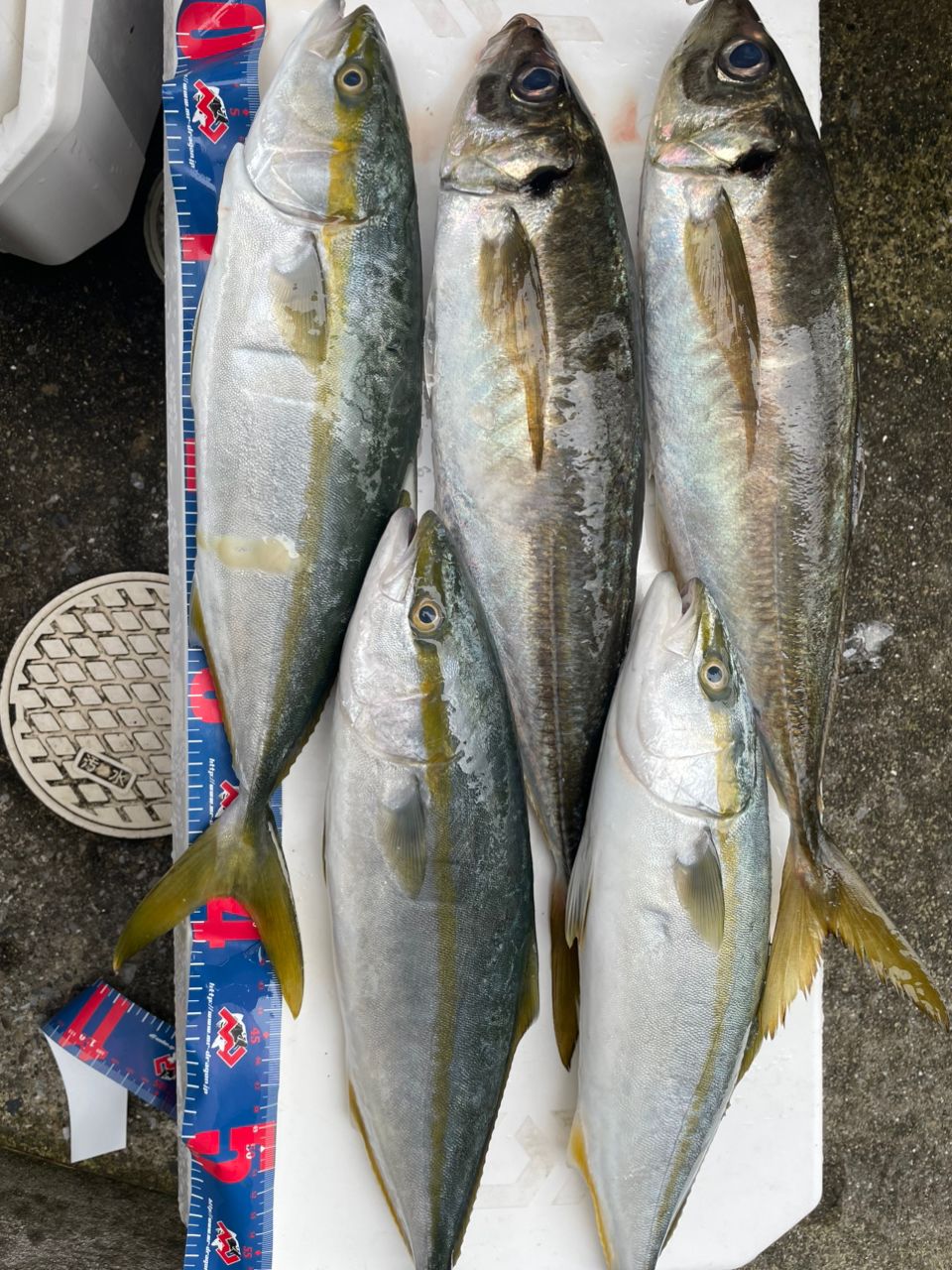 おしおさんの釣果 1枚目の画像