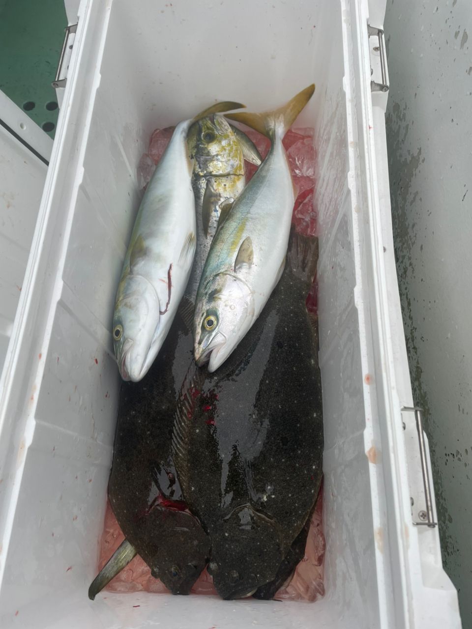 おしおさんの釣果 2枚目の画像