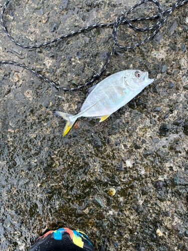 メッキの釣果