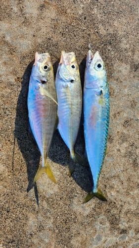 マアジの釣果