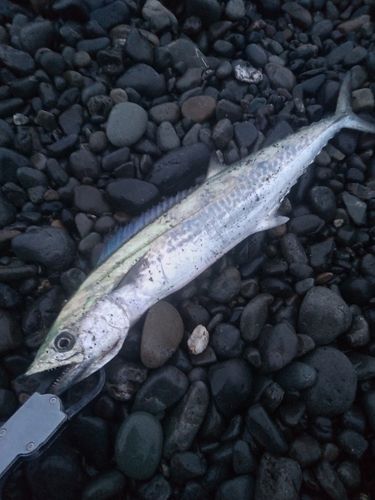 サゴシの釣果