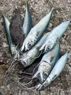 フクラギの釣果