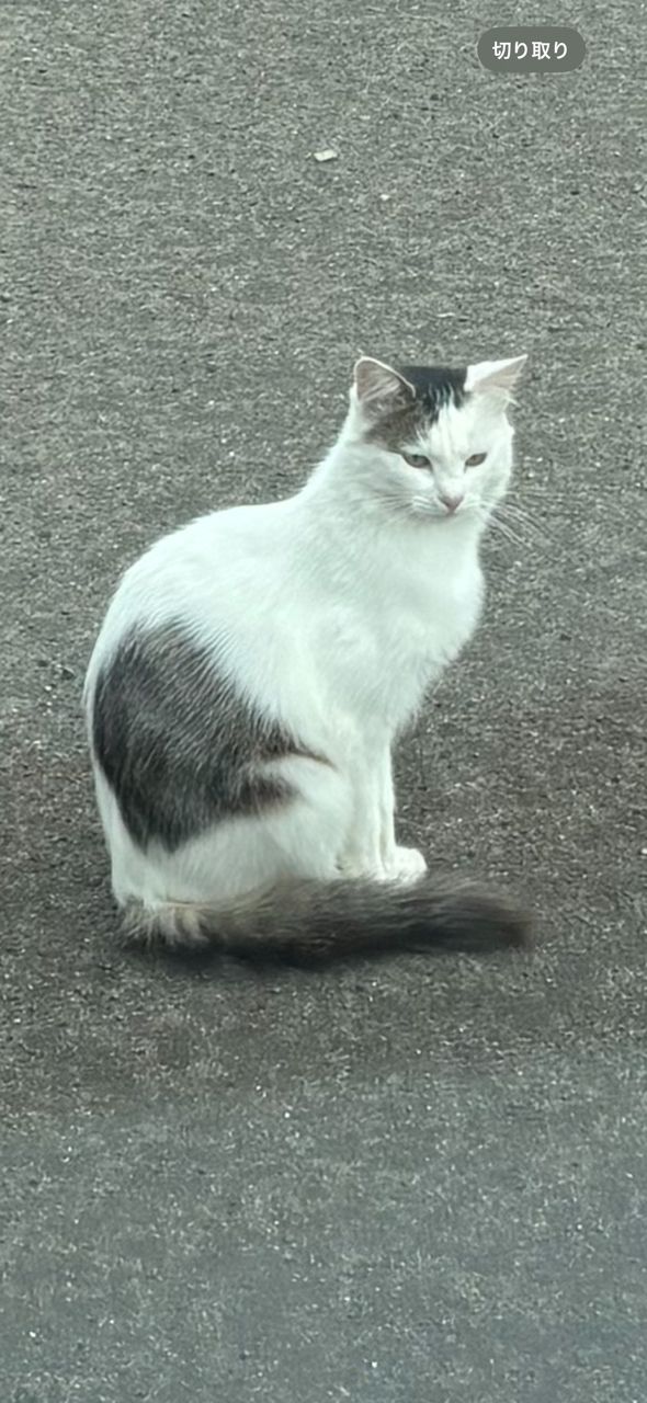 フクラギ