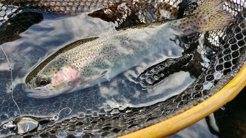 ニジマスの釣果