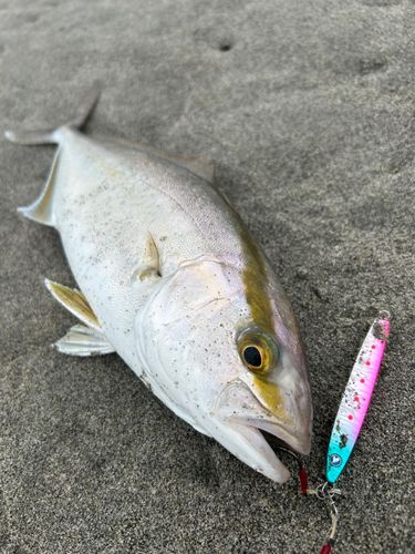 ショゴの釣果