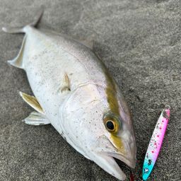 ショゴ