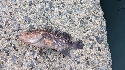 黒井漁協観光釣り堀