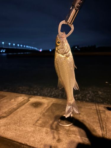 セイゴ（マルスズキ）の釣果
