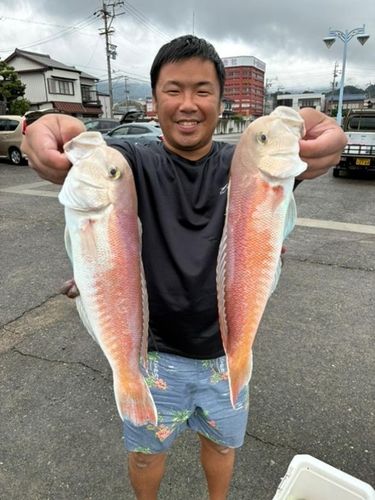 シロアマダイの釣果