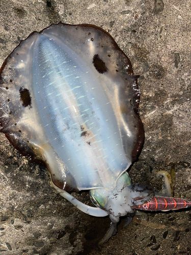 アオリイカの釣果
