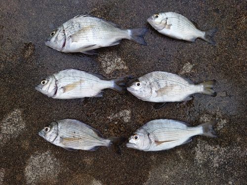 クロダイの釣果