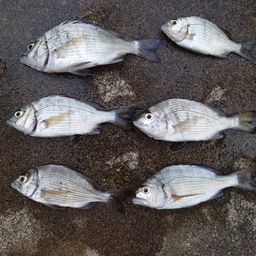 クロダイ