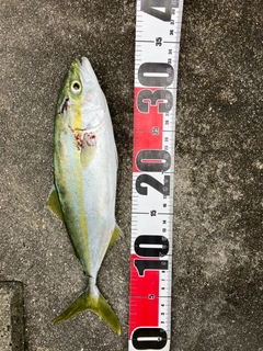 ワカシの釣果