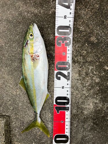 ワカシの釣果