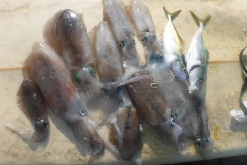 釣果