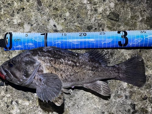 ソイの釣果