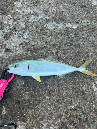 ツバスの釣果