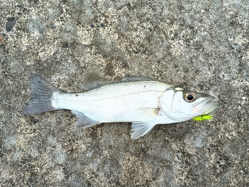 セイゴ（マルスズキ）の釣果