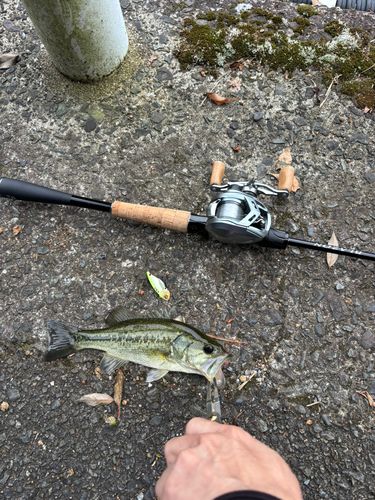 釣果