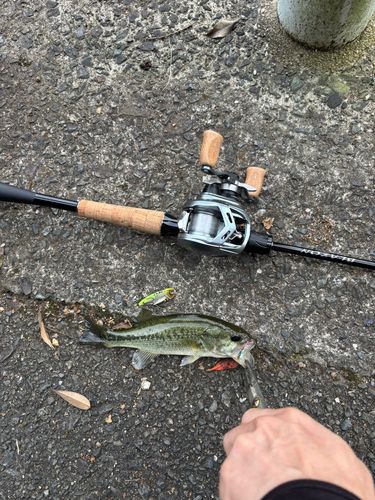 釣果