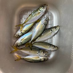 アジ
