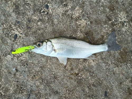 セイゴ（マルスズキ）の釣果