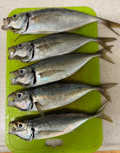 アジの釣果