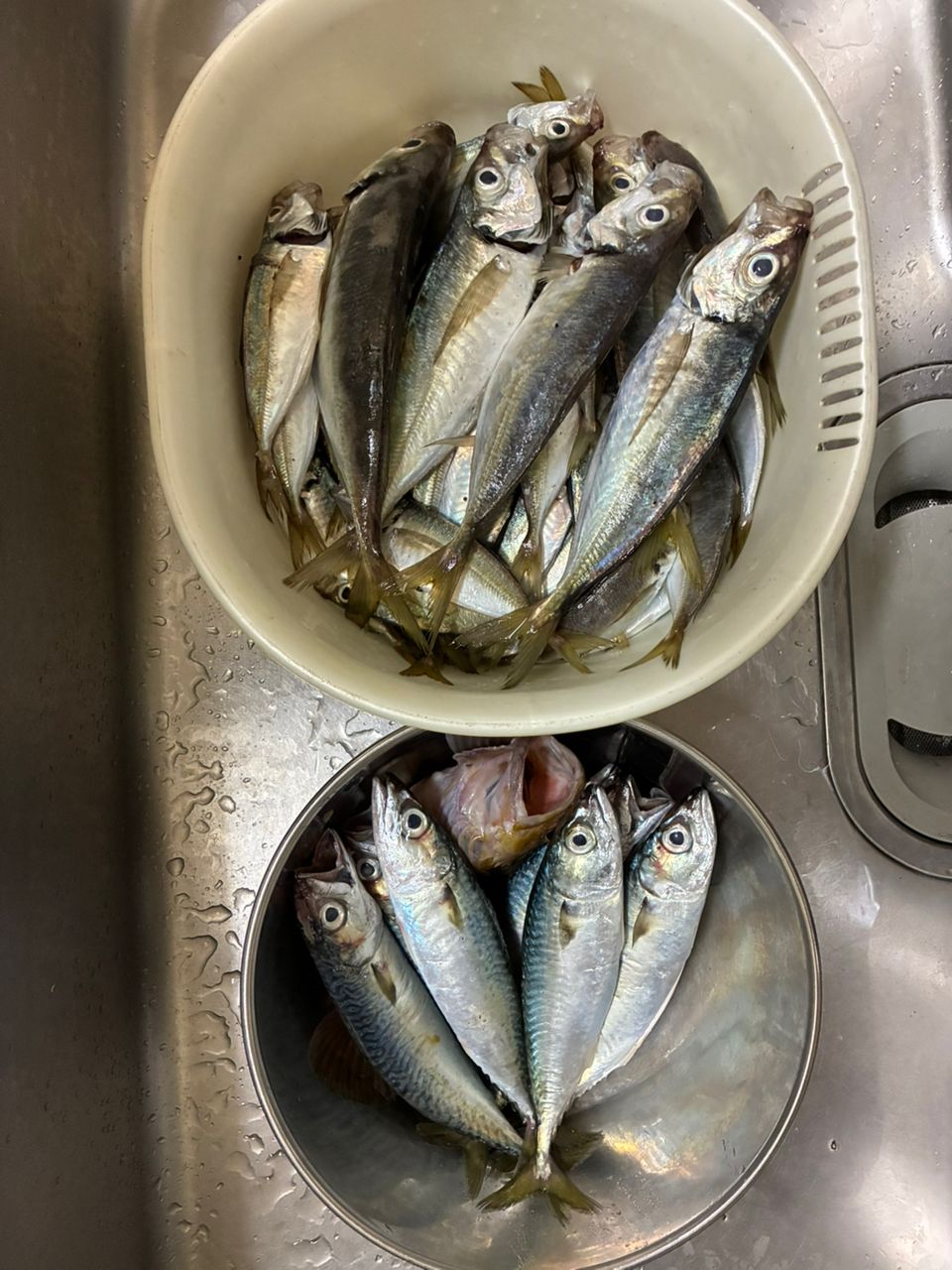 アジ
