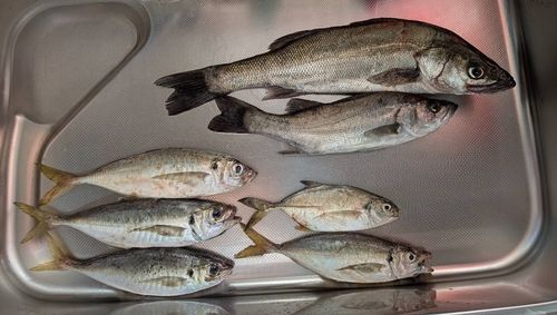 釣果