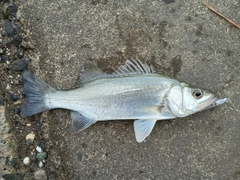 セイゴ(マルスズキ)の釣果