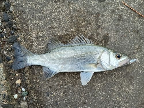 表浜名湖