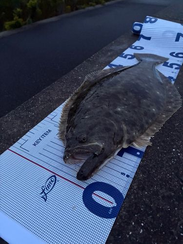 ヒラメの釣果