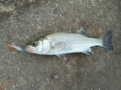 セイゴ（マルスズキ）の釣果