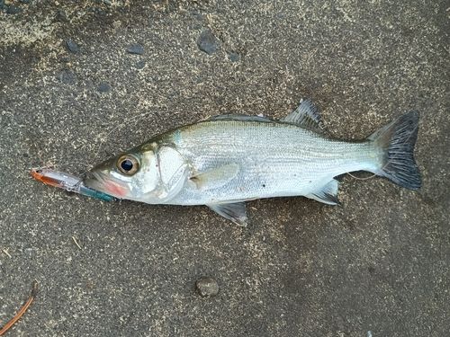 セイゴ（マルスズキ）の釣果